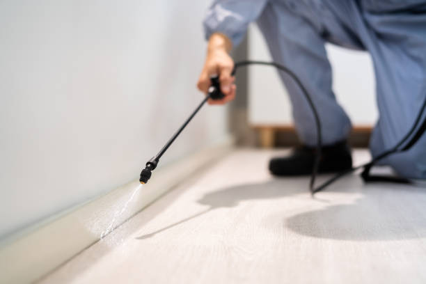 Best Flea Control Services  in Mill Plain, CT