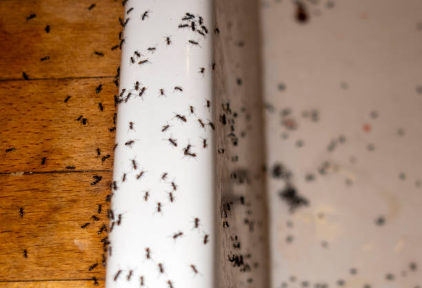 Spider Control Near Me in Mill Plain, CT